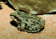 Illinois Chorus Frog