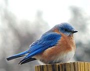 Eastern Bluebird