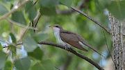 Yellow-Billed Cuckoo