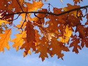 Red Oak Leaves